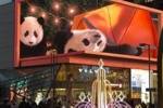 只差官宣？茹萨社媒晒熊猫视频，他人已在成都